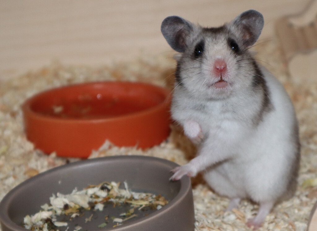 Das Foto zeigt einen Hamster, der neben seinem Futternapf sitzt