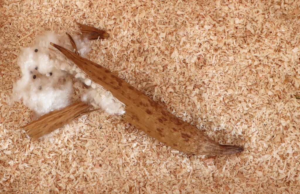 Das Foto zeigt eine Kapokschote im Hamsterkäfig