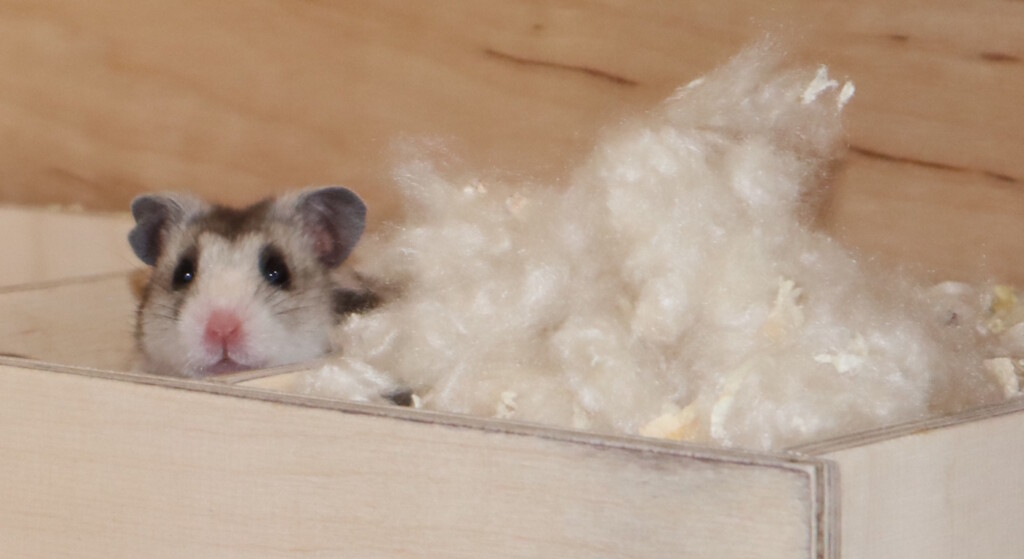 Das Foto zeigt einen Hamster in seinem Mehrkammernhaus und Kapok als Nistmaterial