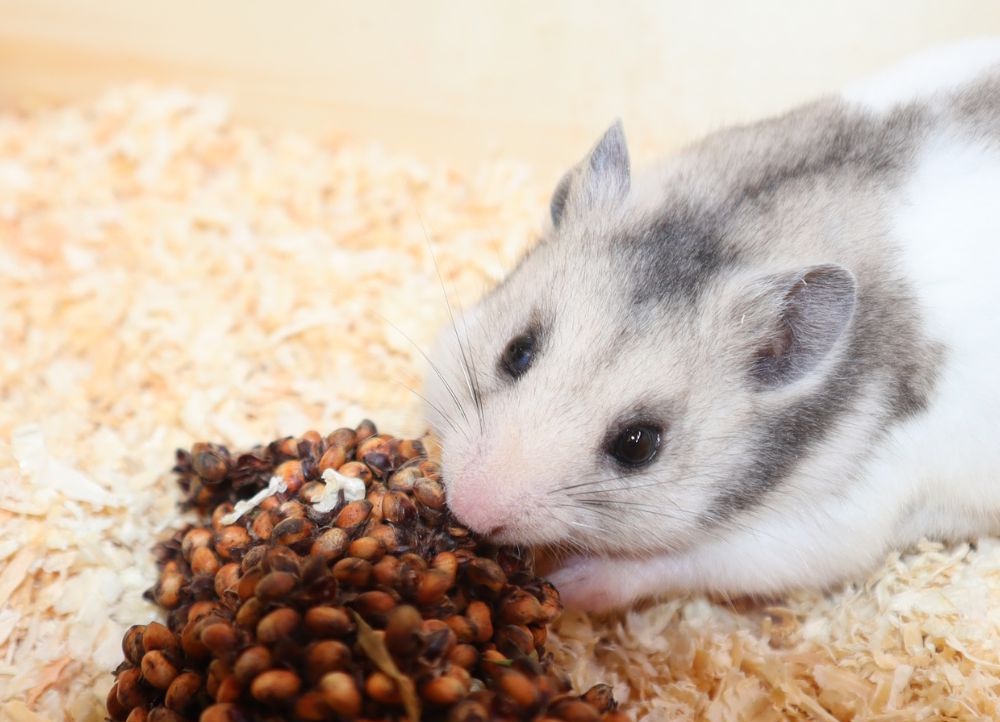 Das Foto zeigt einen Hamster der einen Darikolben frisst