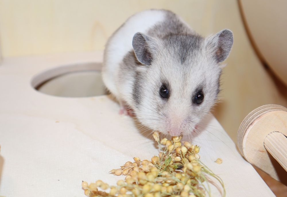 Das Foto zeigt einen Hamster bei der Futtersuche