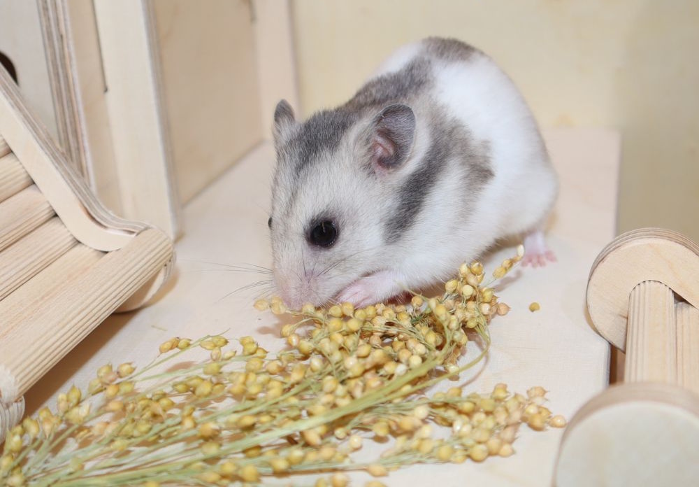 Das Foto zeigt einen Hamster, der Körner abknabbert